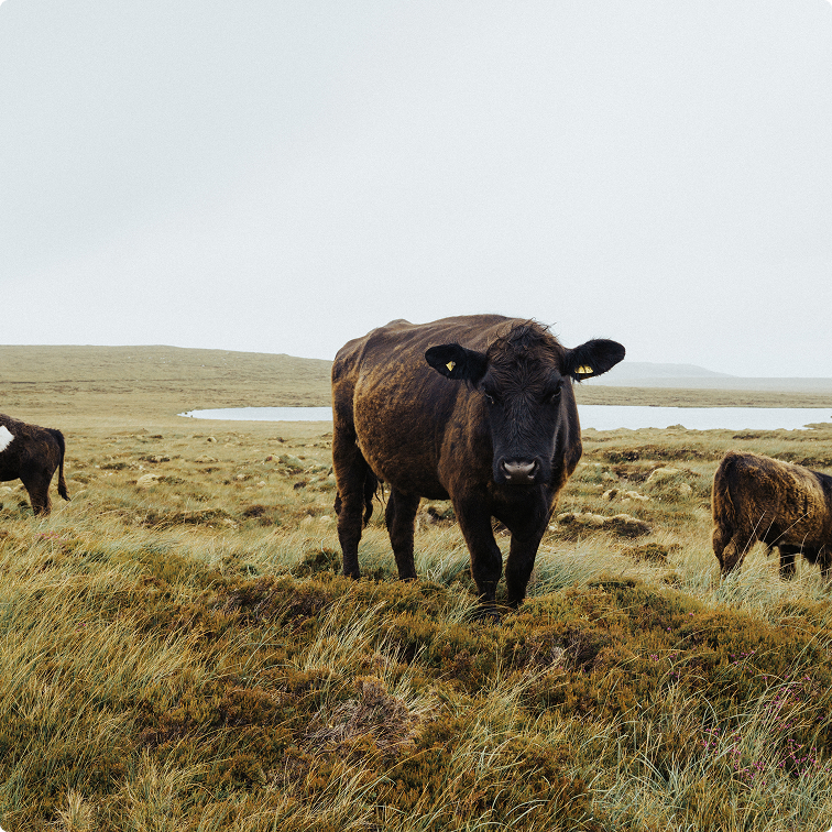 A Cow In The Field