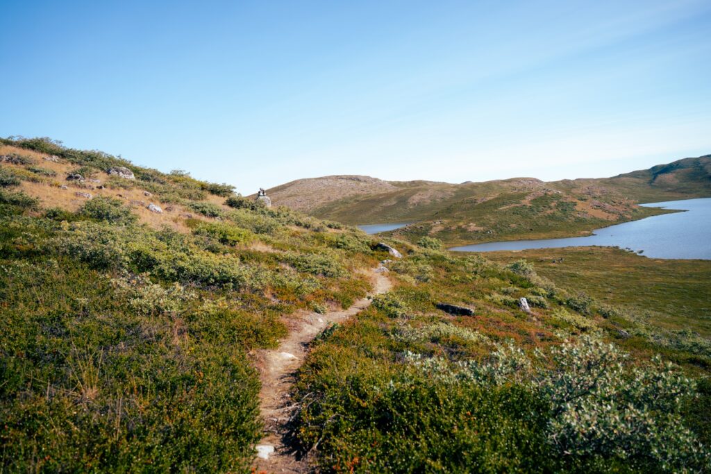 a pathway in the wild
